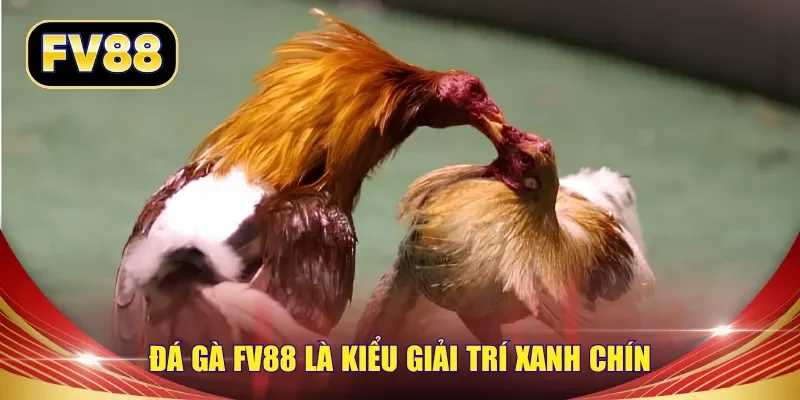 Đá gà FV88 là kiểu giải trí xanh chín